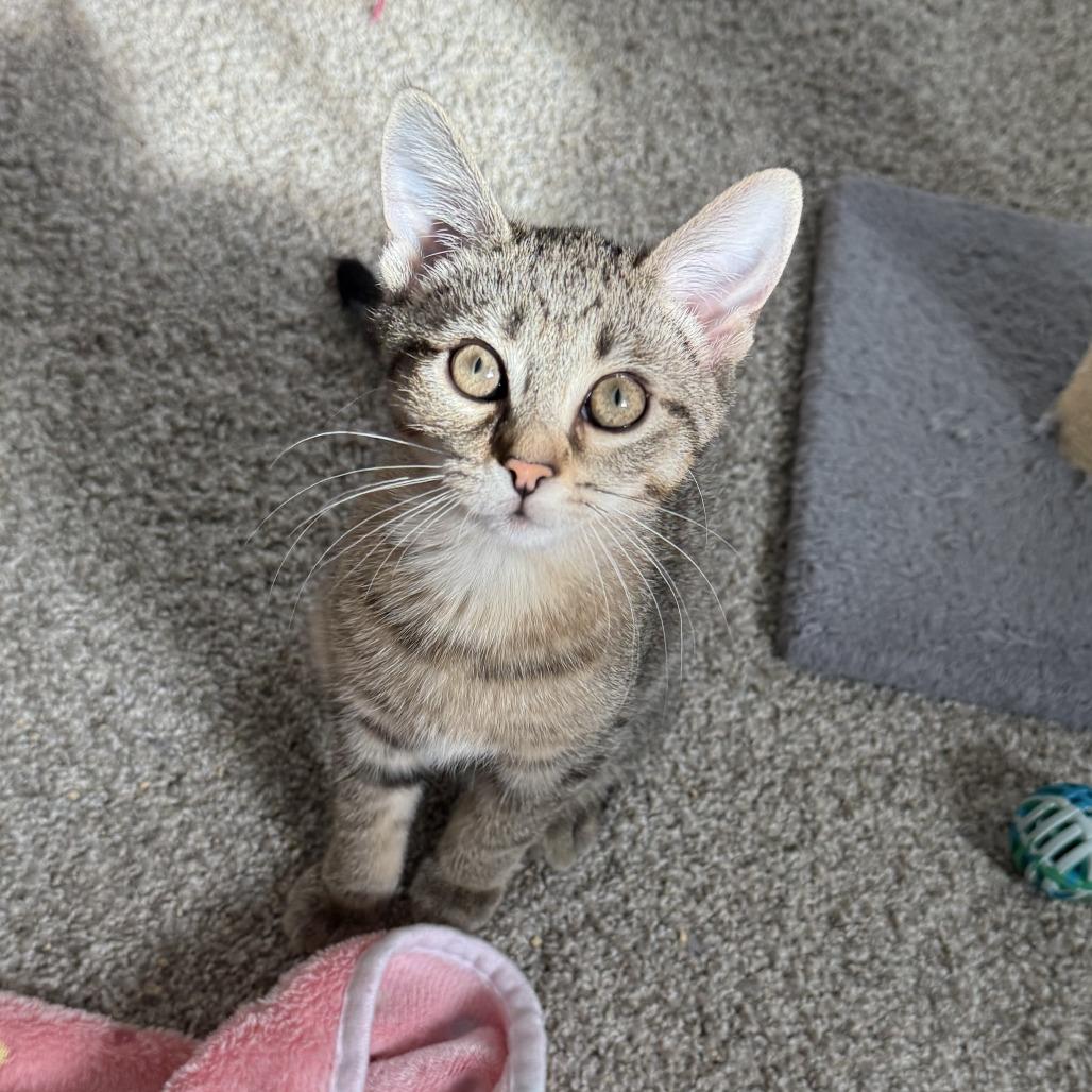Tagalong, a Adoptable Domestic Short Hair in Pittsburgh, PA image 2/4