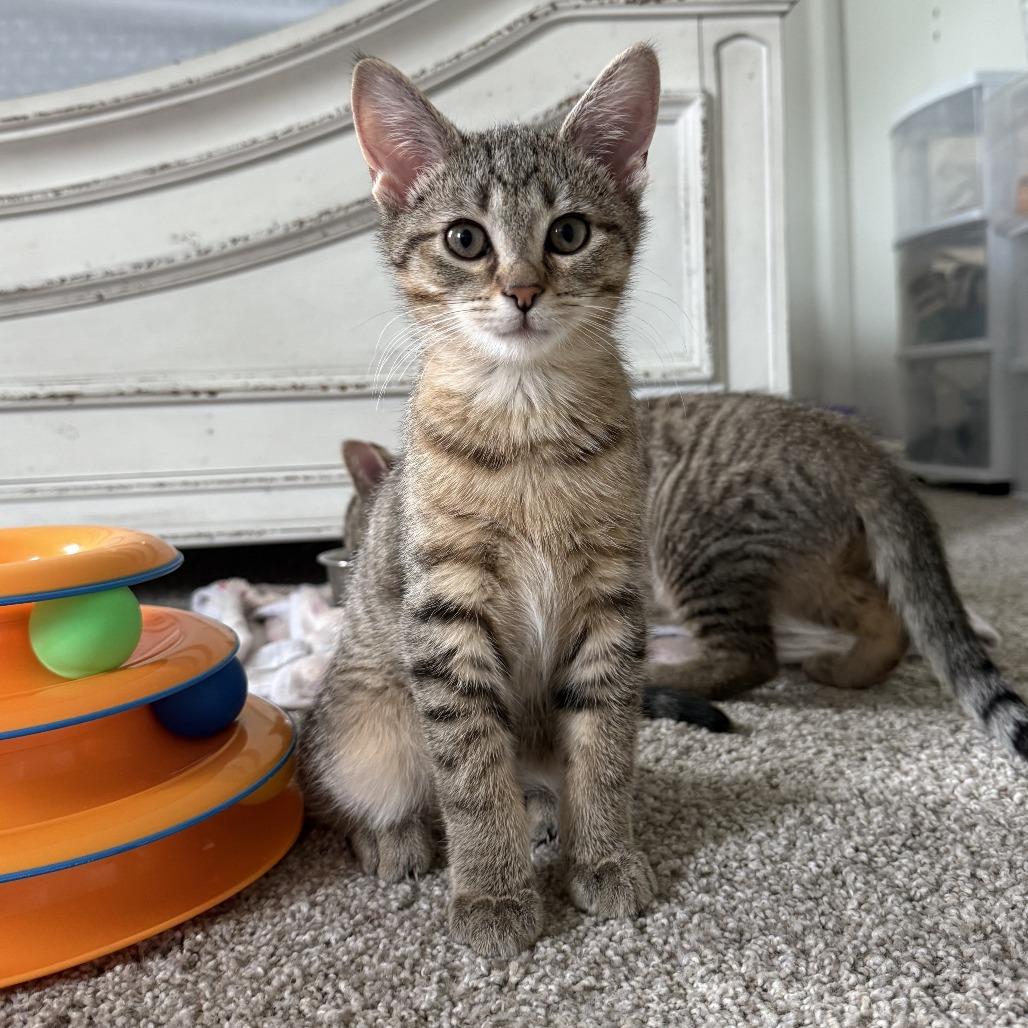 Tagalong, a Adoptable Domestic Short Hair in Pittsburgh, PA image 3/4