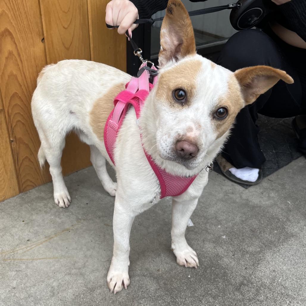 Bogey, Adoptable, Adult Male Cattle Dog & Cardigan Welsh Corgi.