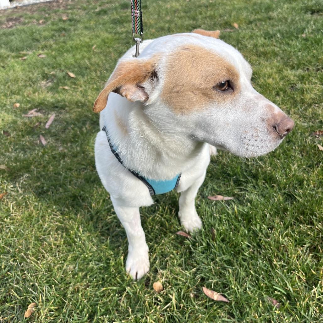 Bogey, a Adoptable mixed breed in Cashmere, WA image 2/3