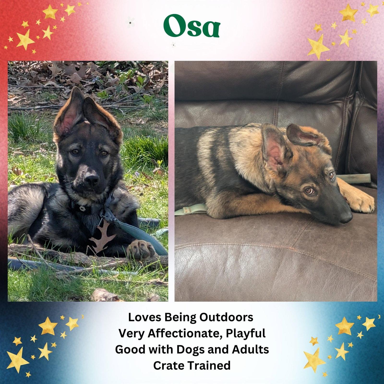Osa, Adoptable, Young Male German Shepherd Dog & Collie.