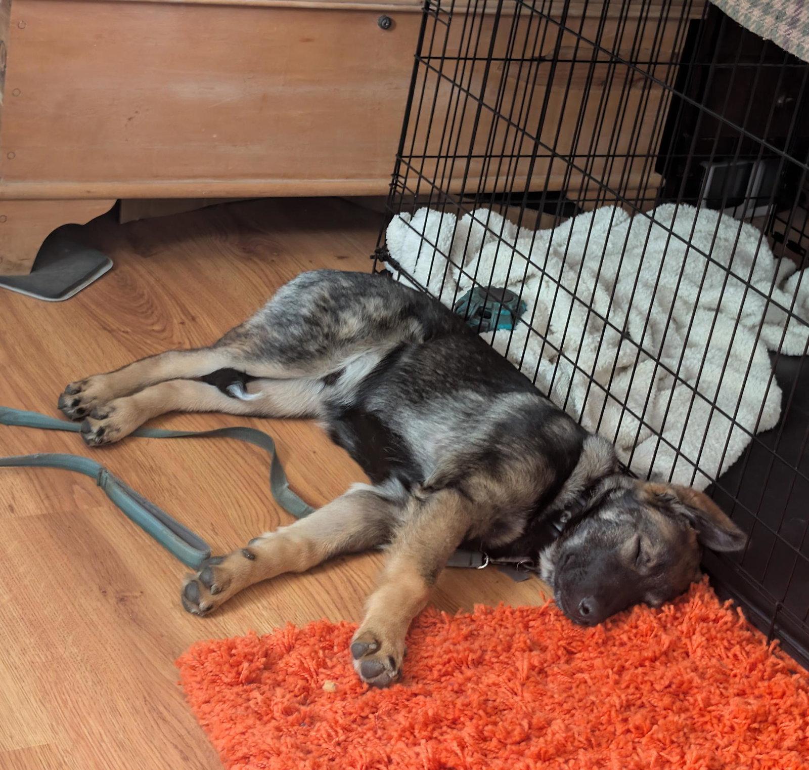 Osa, Adoptable, Young Male German Shepherd Dog & Collie.