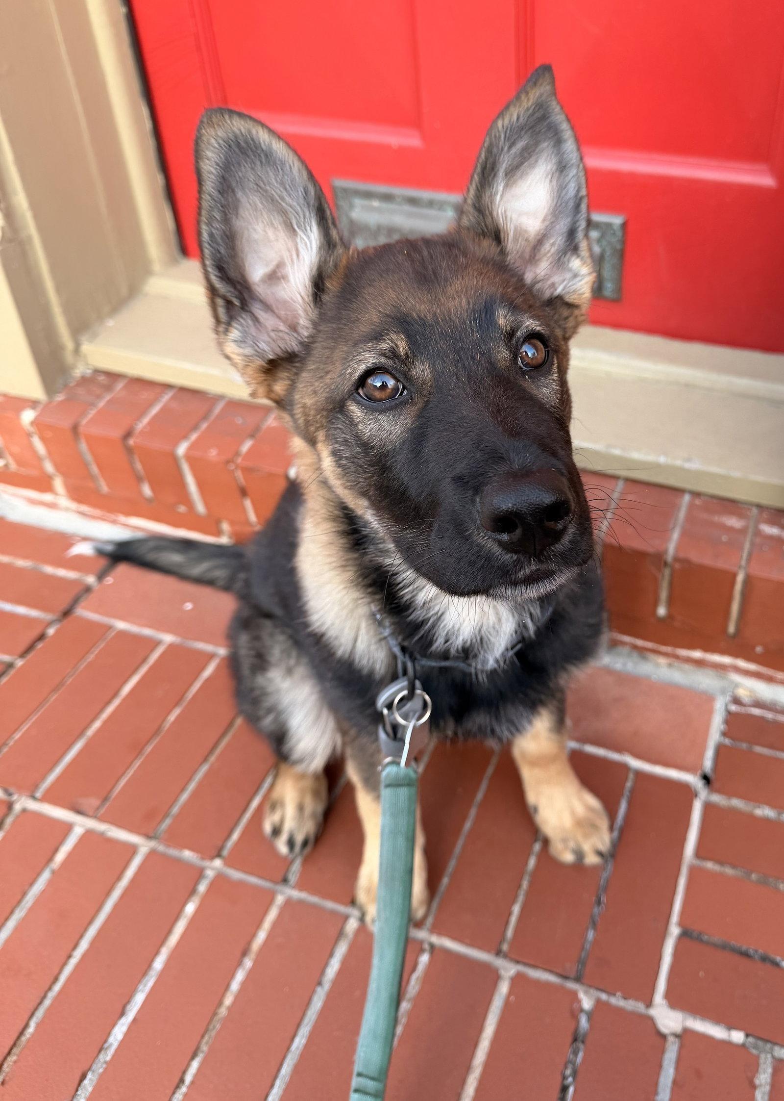 Enlarge Osa, a Adoptable mixed breed in Baltimore, MD image 2/3