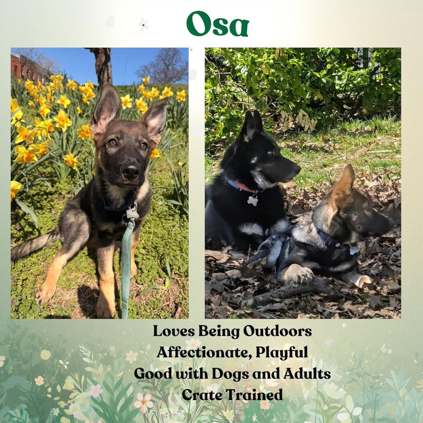 Enlarge Osa, a Adoptable mixed breed in Baltimore, MD image 3/3