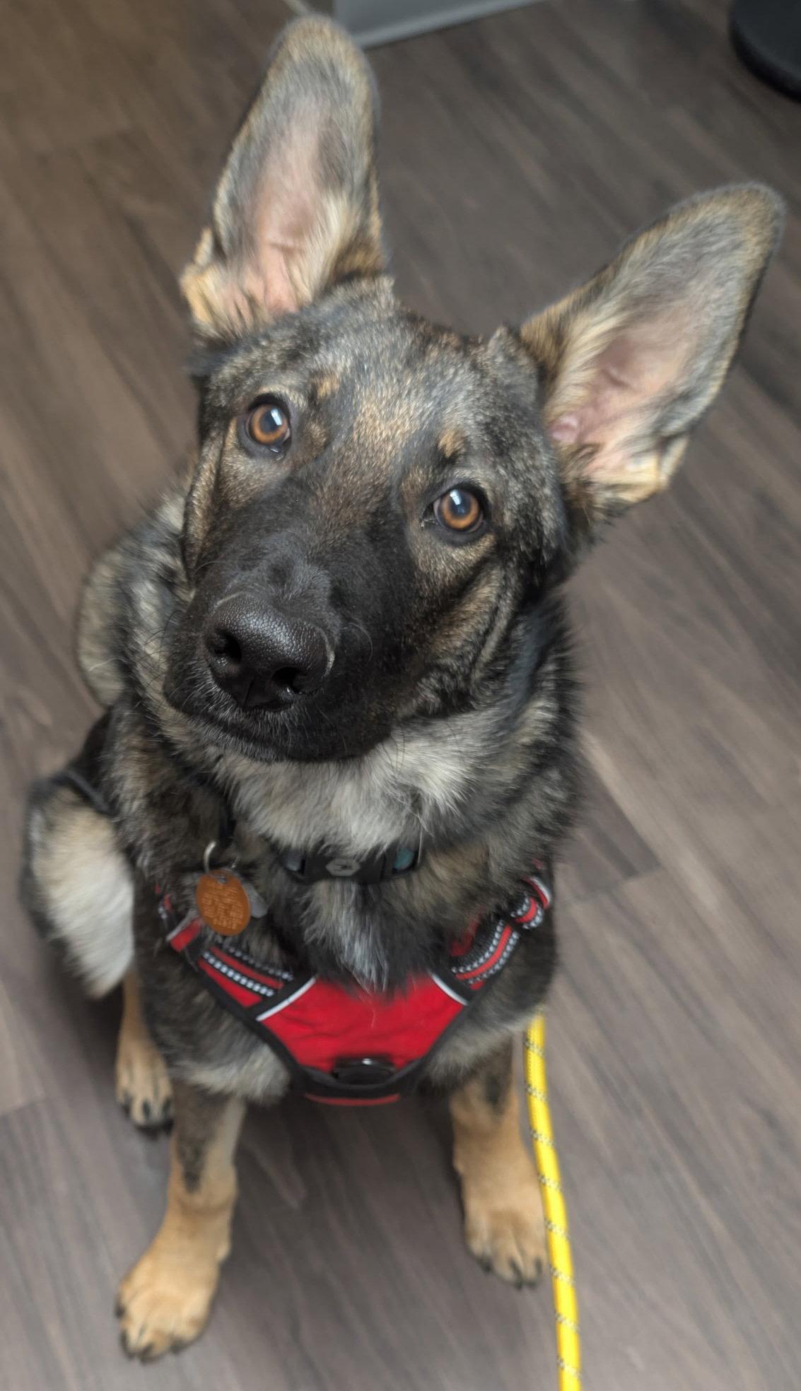 Osa, a Adoptable mixed breed in Baltimore, MD image 3/3