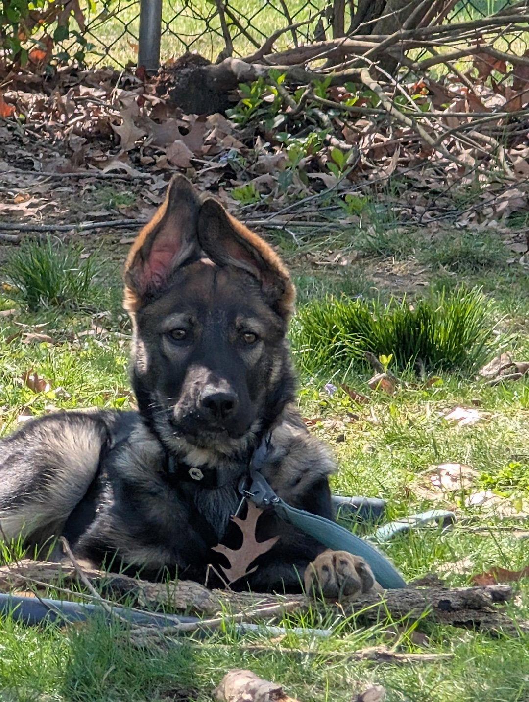 Enlarge Osa, a Adoptable mixed breed in Baltimore, MD image 3/3