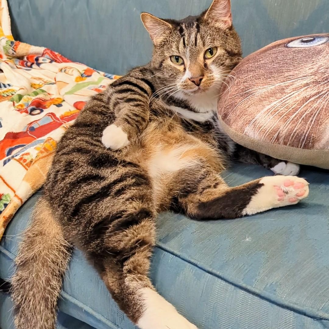 Mittens, Adoptable, Adult Male Domestic Short Hair.