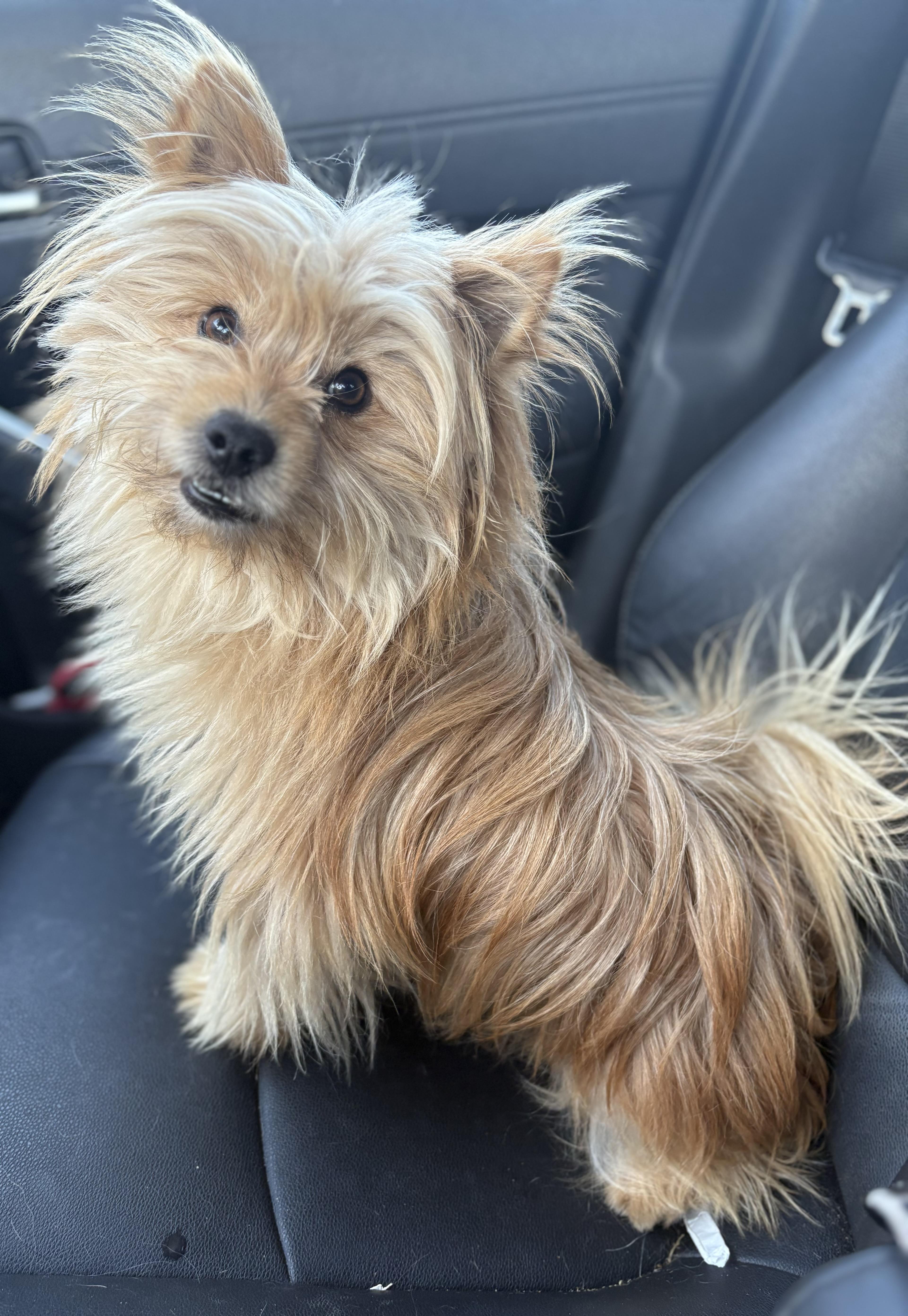Enlarge Bear, an adopted mixed breed in Yuba City, CA image 4/5