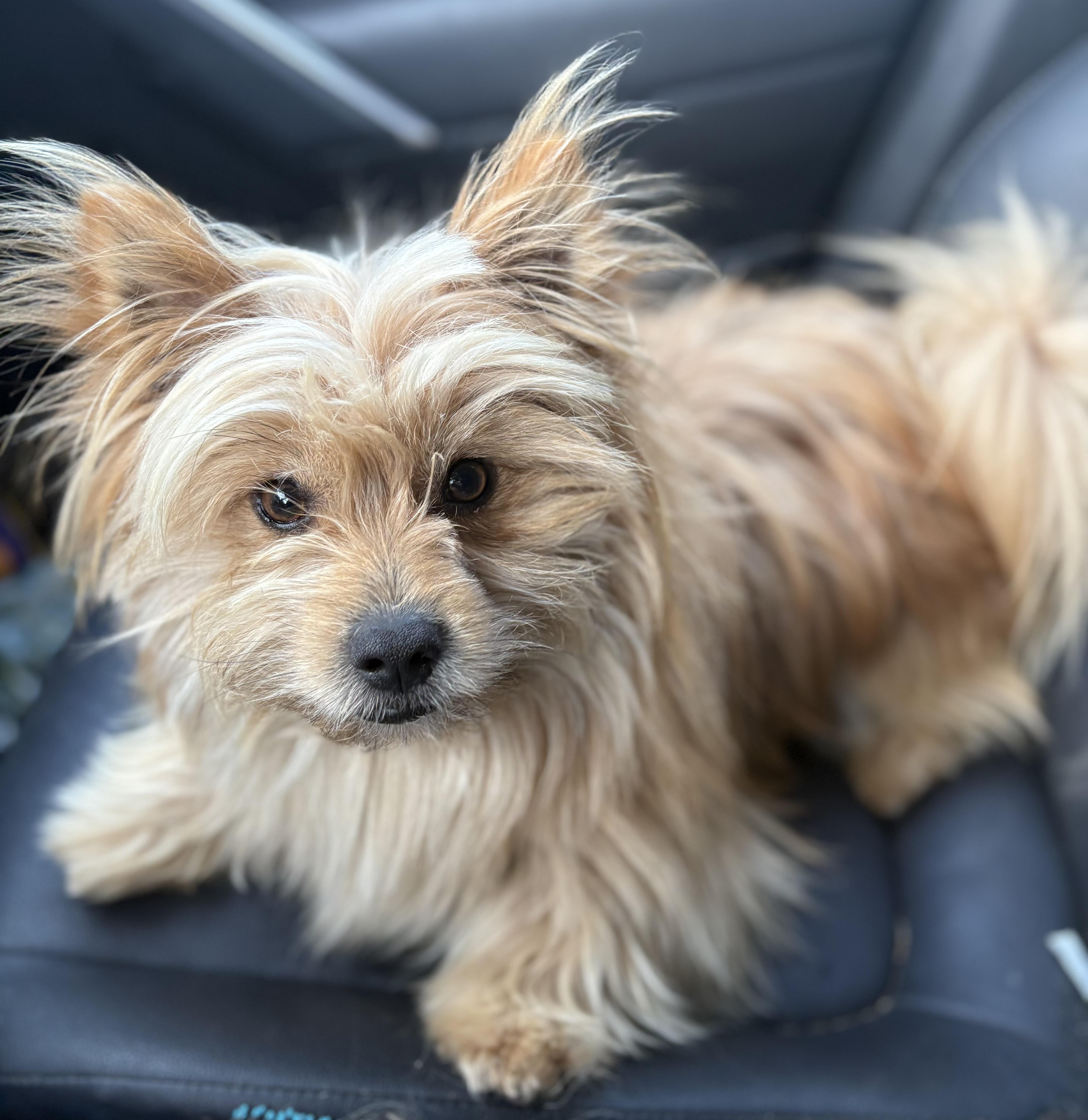 Bear, adopted, Young Male Pomeranian & Yorkshire Terrier.