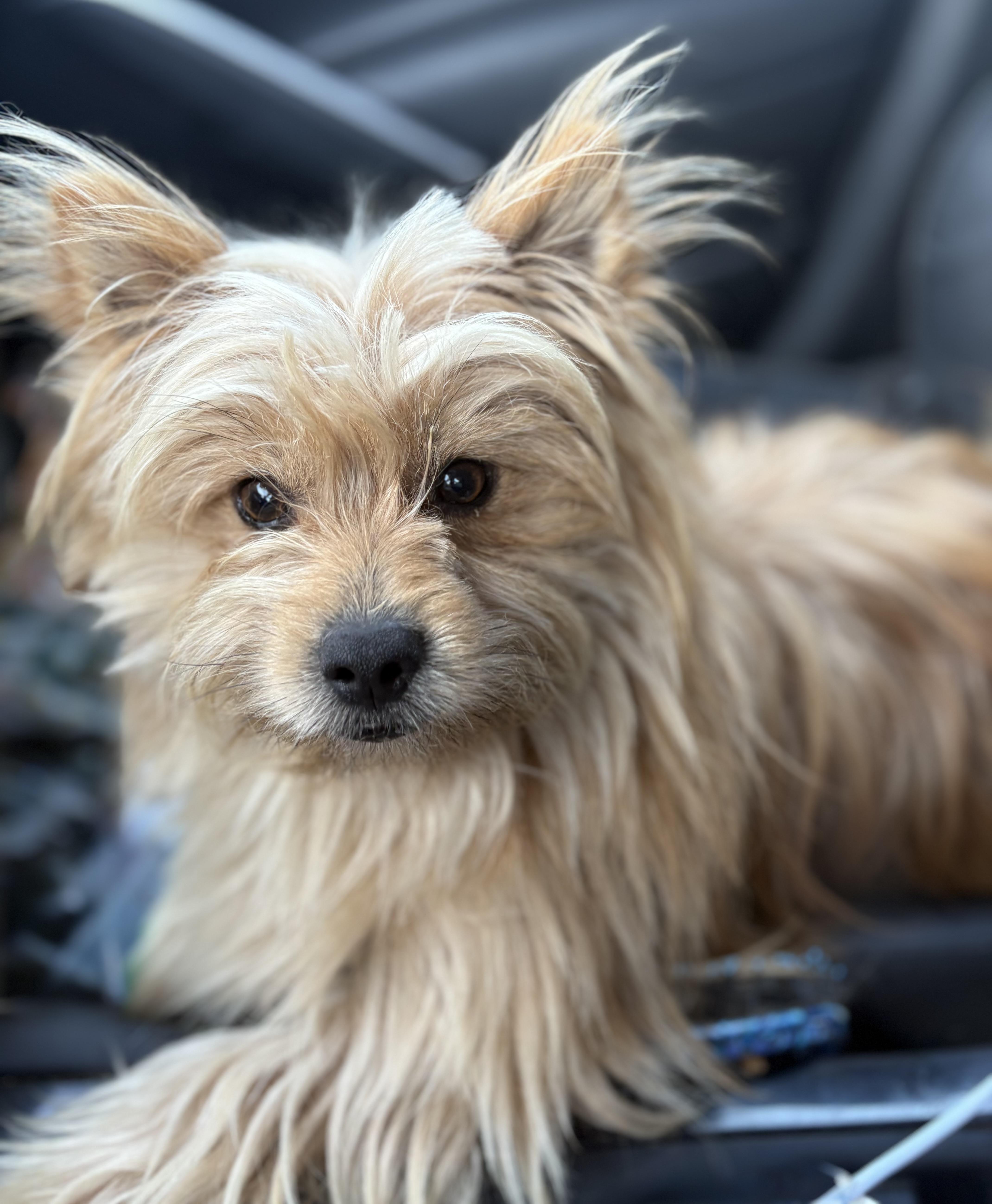 Enlarge Bear, an adopted mixed breed in Yuba City, CA image 2/5