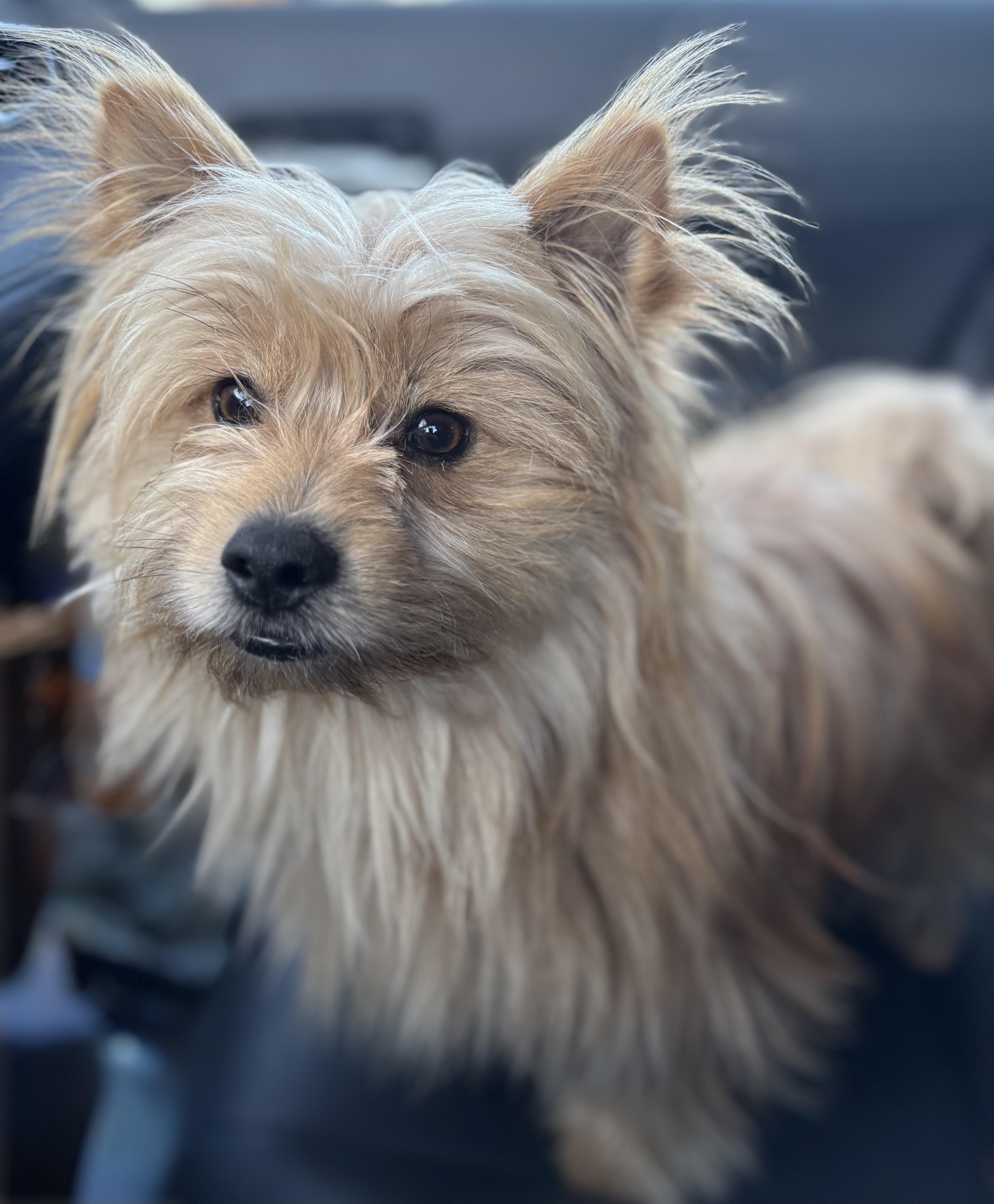Enlarge Bear, an adopted mixed breed in Yuba City, CA image 5/5
