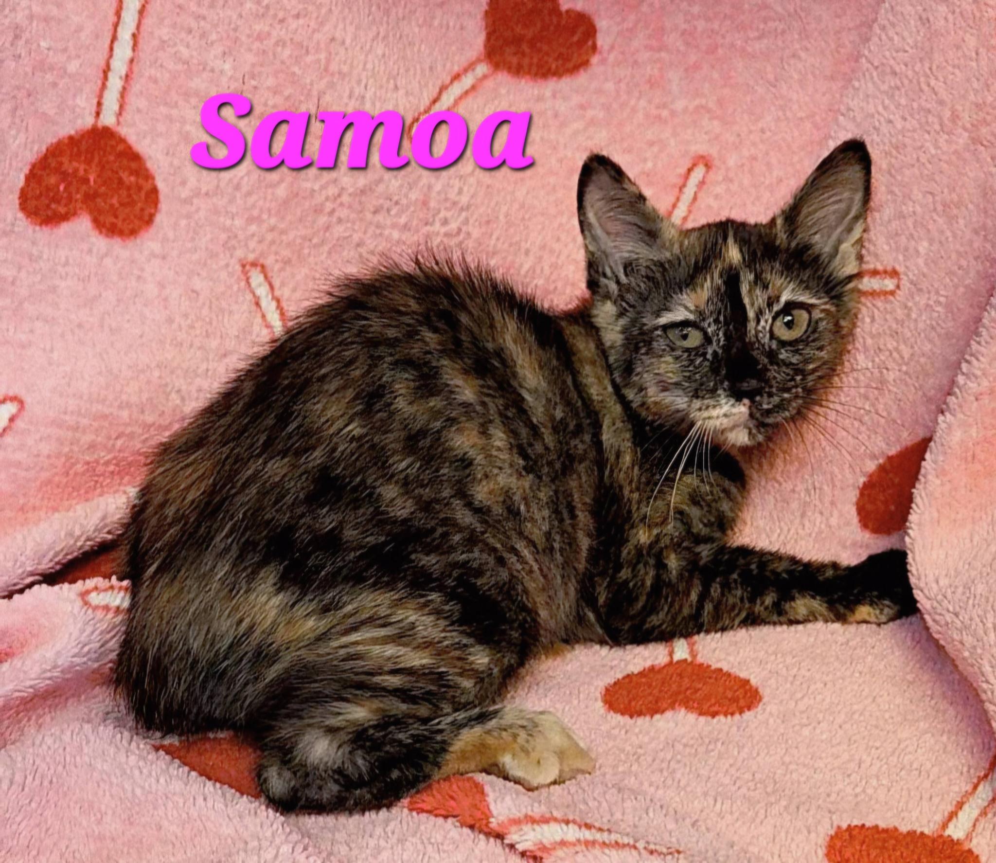 Enlarge Samoa, a Adoptable Tortoiseshell in Macon, GA image 2/2
