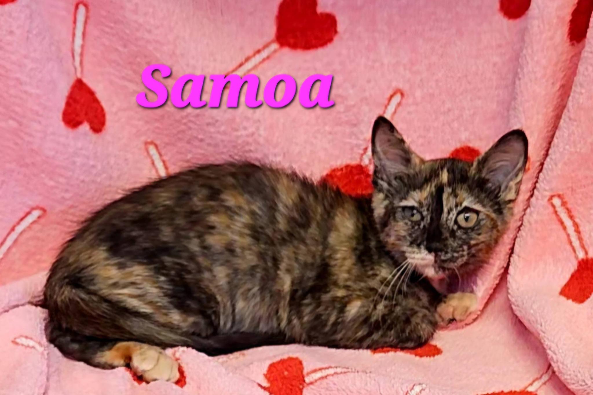 Samoa, Adoptable, Young Female Tortoiseshell.