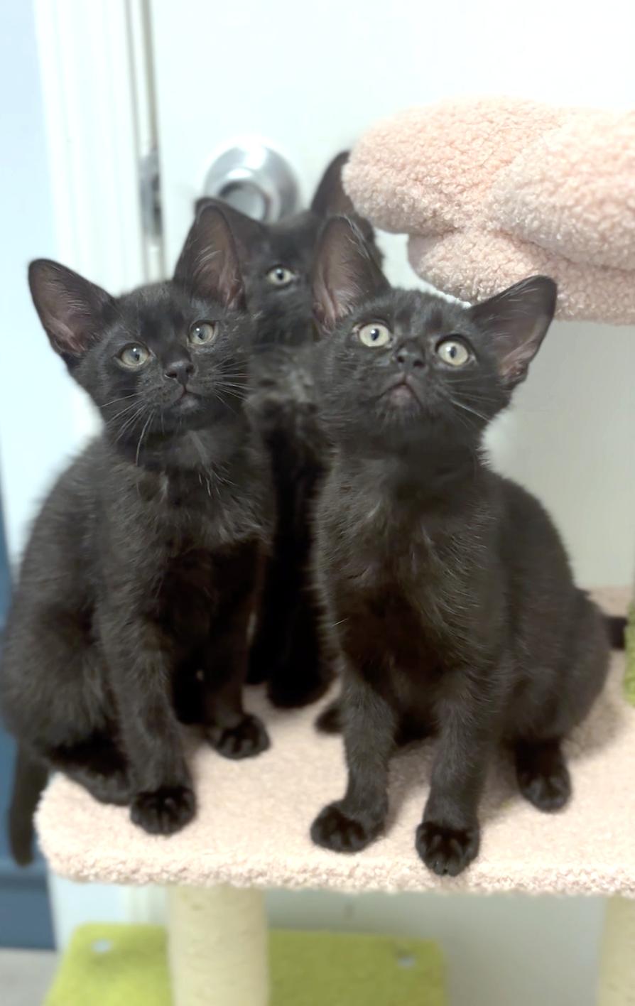 Enlarge Melody (Music litter), a ADOPTABLE American Shorthair in Highland Park, NJ image 1/3