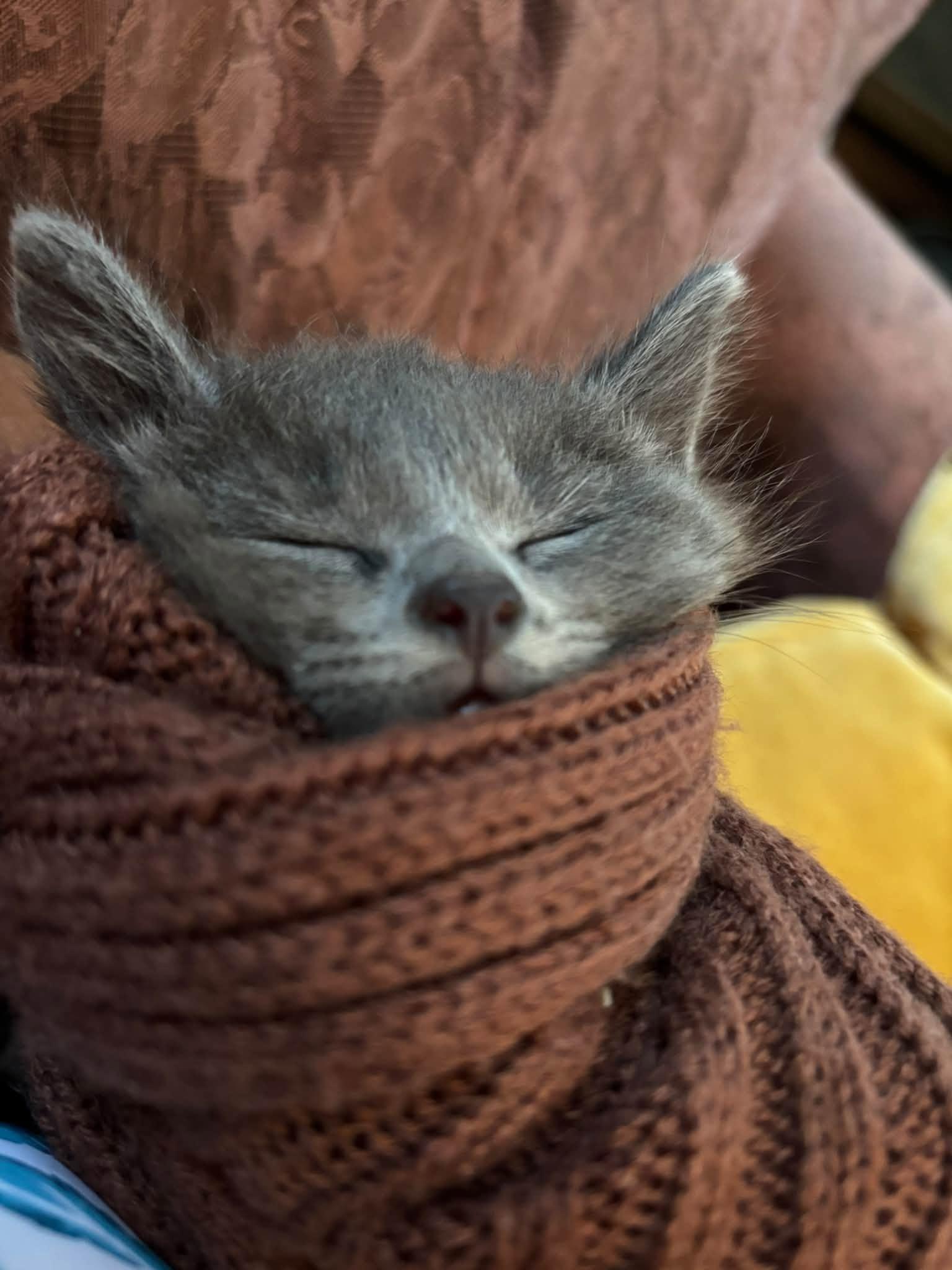 Chewbacca, Adoptable, Young Female Domestic Short Hair.