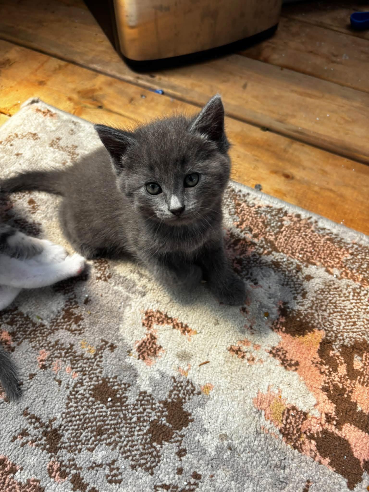 Enlarge Chewbacca, a Adoptable Domestic Short Hair in Orleans, ON image 2/3