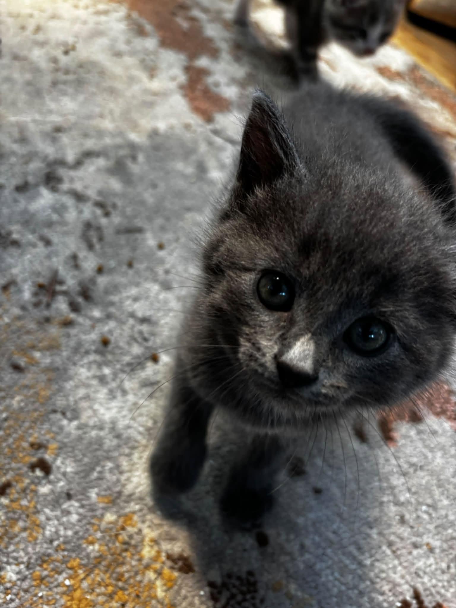 Enlarge Chewbacca, a Adoptable Domestic Short Hair in Orleans, ON image 3/3