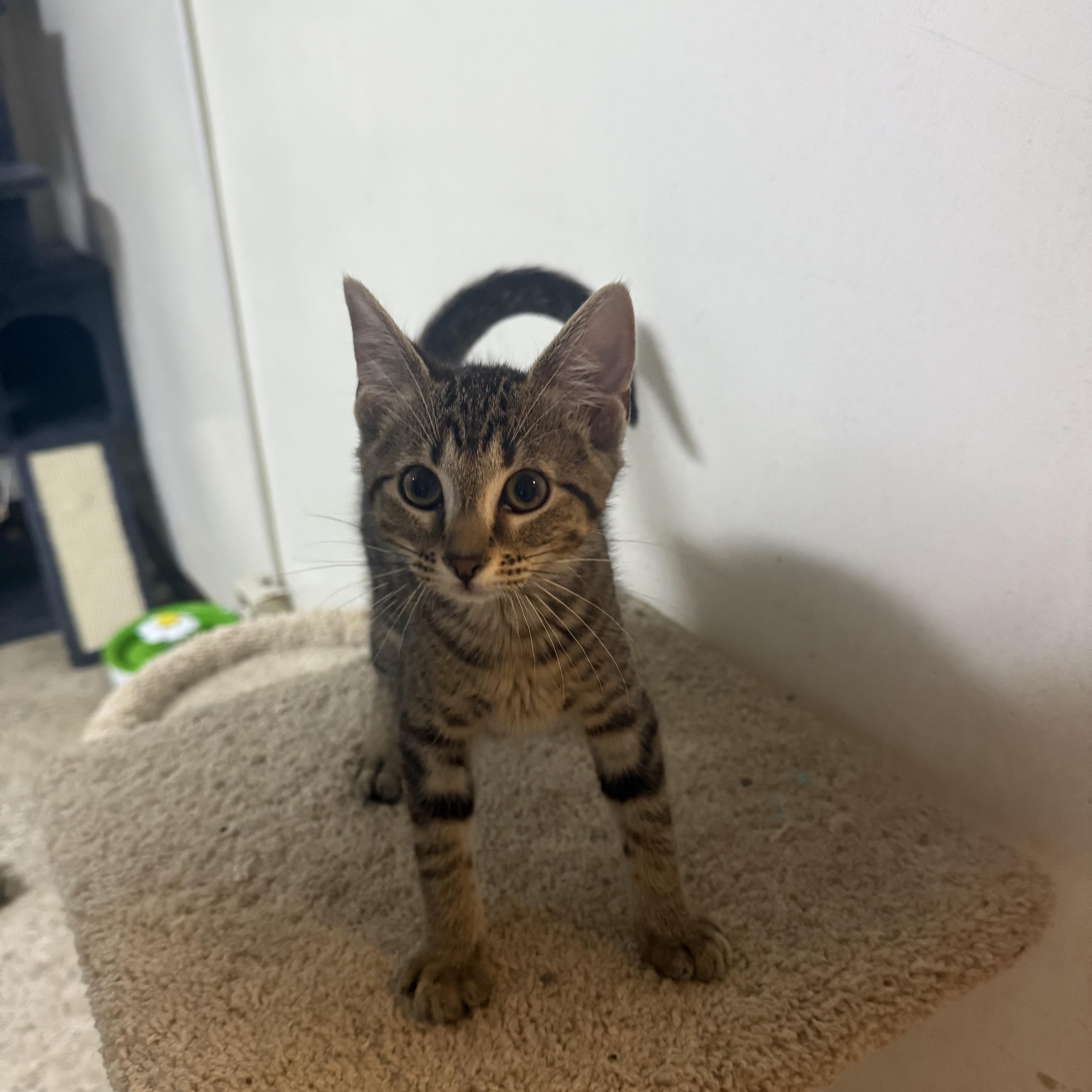 Yo-yo, ADOPTABLE, Kitten Female Domestic Short Hair.