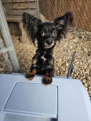Gidget, an adopted Chihuahua in Plano, TX image 2/3