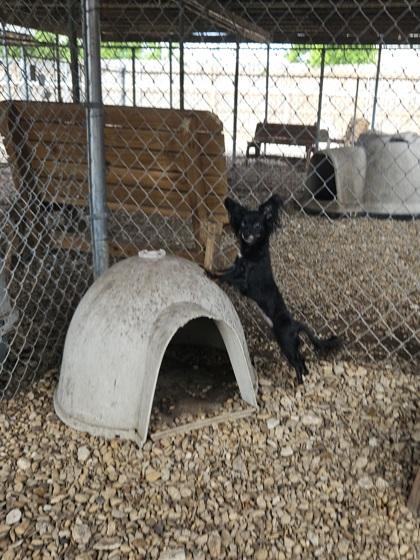 Gidget, an adopted Chihuahua in Plano, TX image 3/3