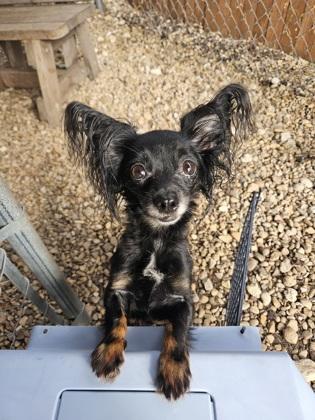 Gidget, an adopted Chihuahua in Plano, TX image 1/3