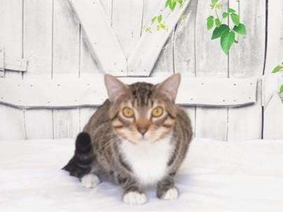 Enlarge RUMPEL, a Adoptable mixed breed in Oroville, CA image 1/1