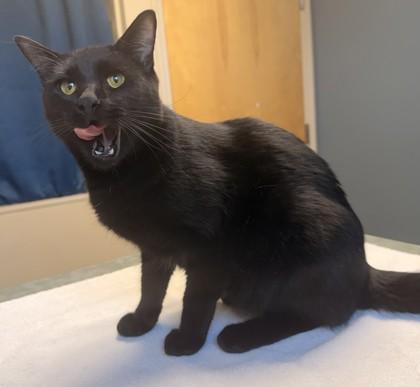 Enlarge Axel, a ADOPTABLE Domestic Short Hair in Missoula, MT image 1/2