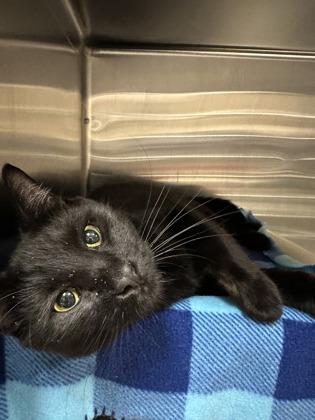 Enlarge Axel, a ADOPTABLE Domestic Short Hair in Missoula, MT image 2/2
