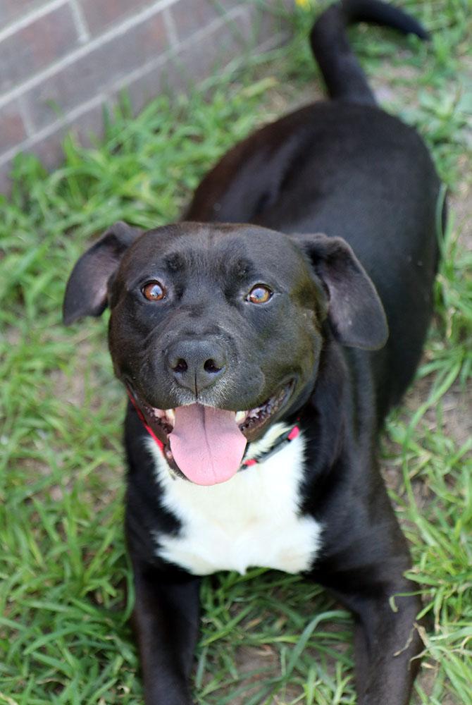 Huey (AO34381), a Adoptable mixed breed in Kansas City, KS image 2/6