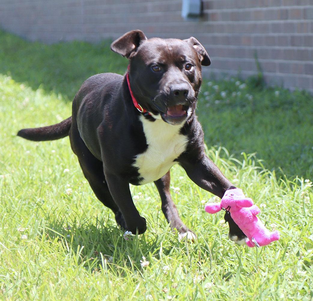 Huey (AO34381), a Adoptable mixed breed in Kansas City, KS image 3/6