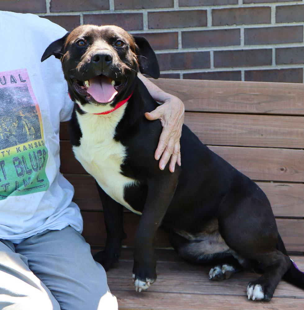 Huey (AO34381), a Adoptable mixed breed in Kansas City, KS image 4/6