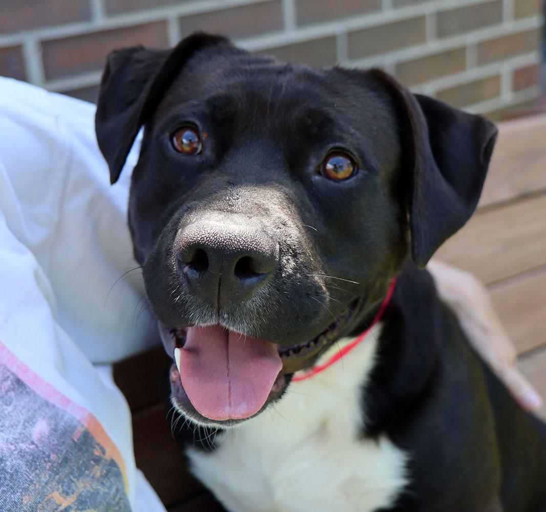Huey (AO34381), a Adoptable mixed breed in Kansas City, KS image 1/6
