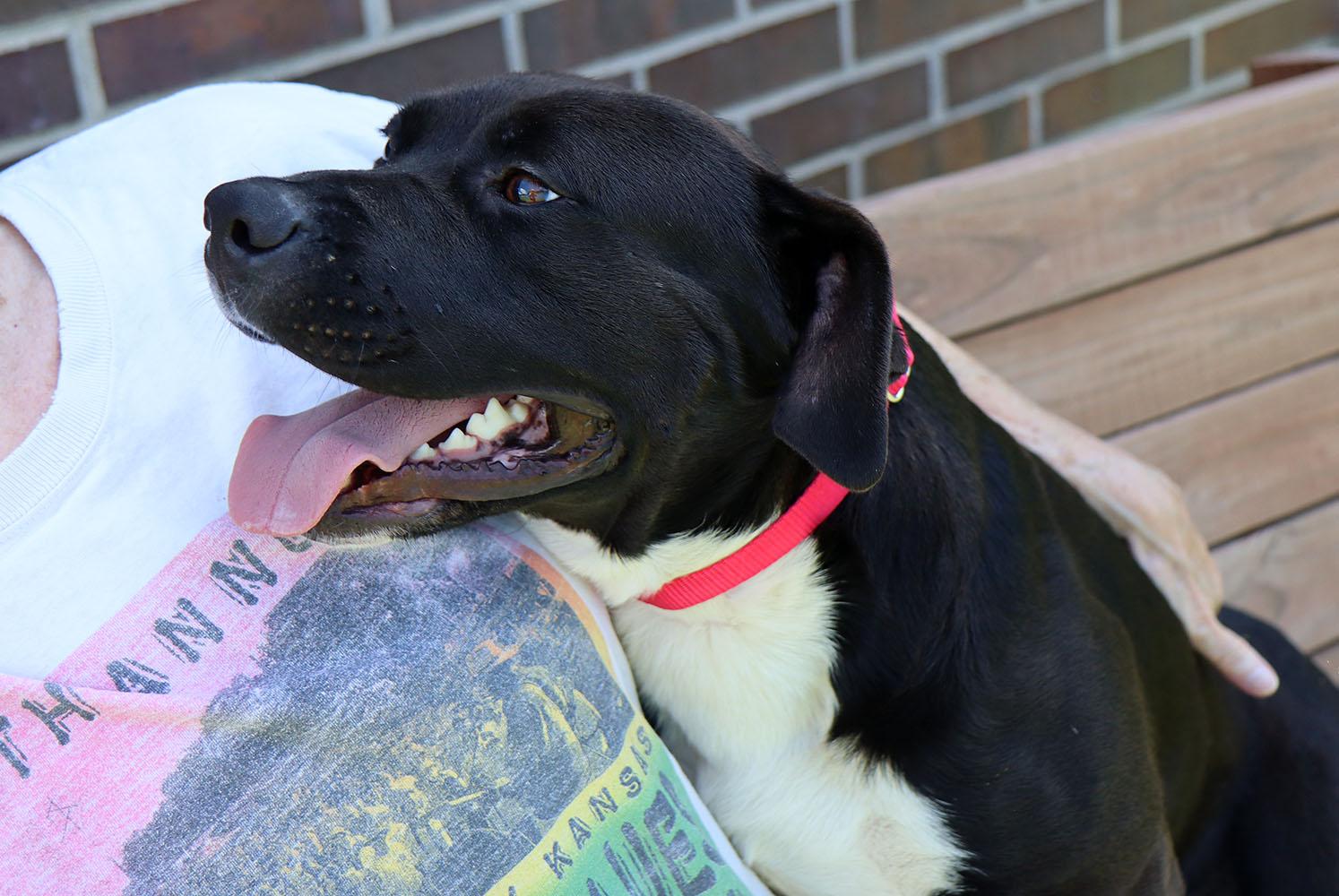 Huey (AO34381), a Adoptable mixed breed in Kansas City, KS image 5/6
