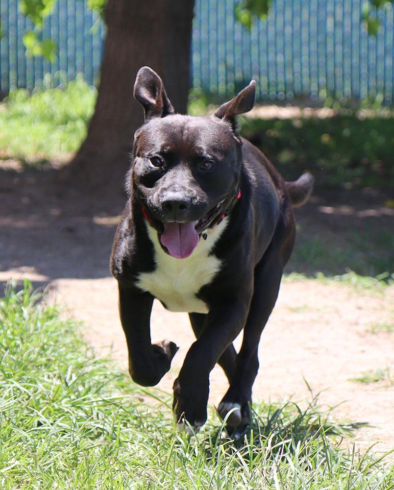 Huey (AO34381), a Adoptable mixed breed in Kansas City, KS image 6/6