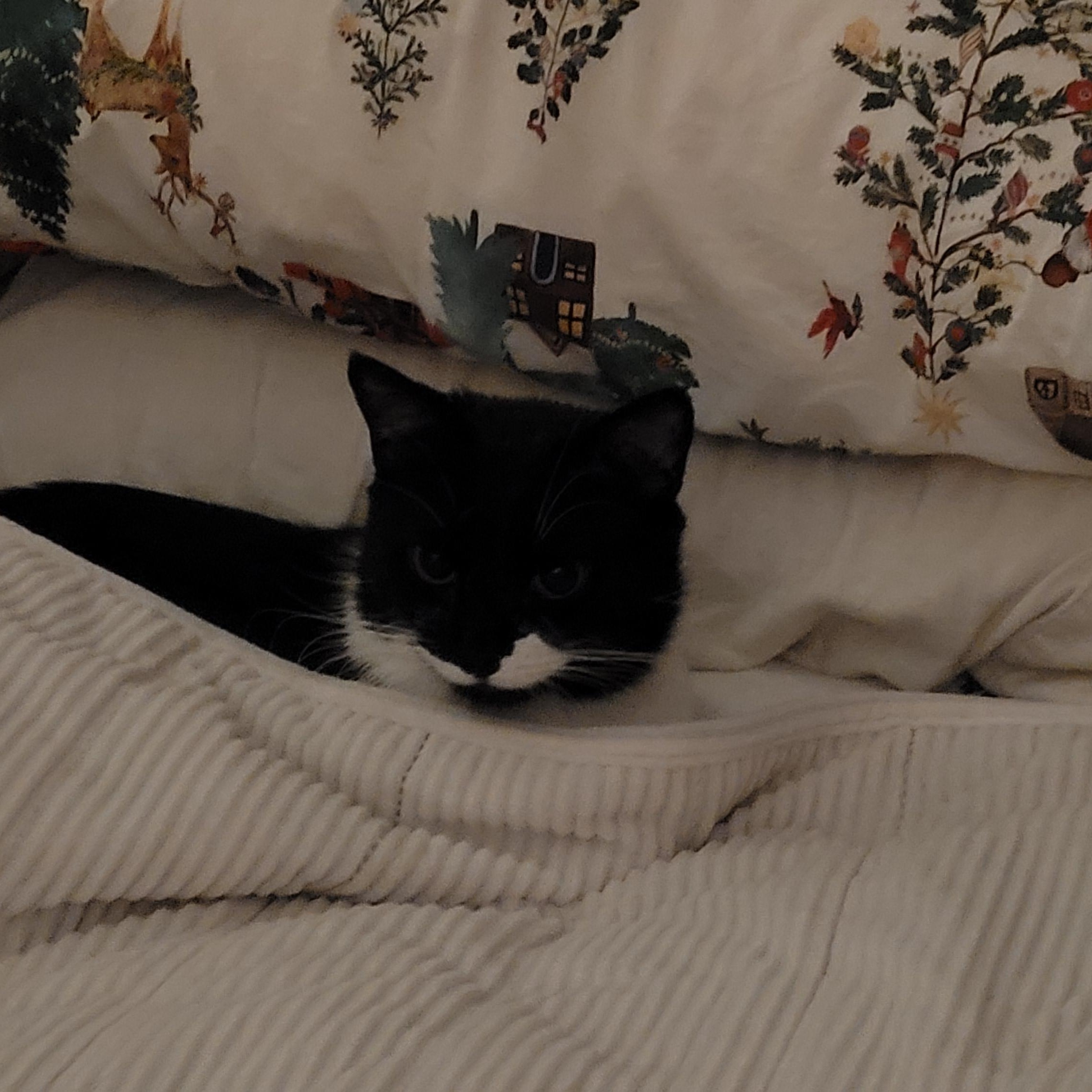 Pixie, a Adoptable Domestic Short Hair in Duluth, GA image 2/5