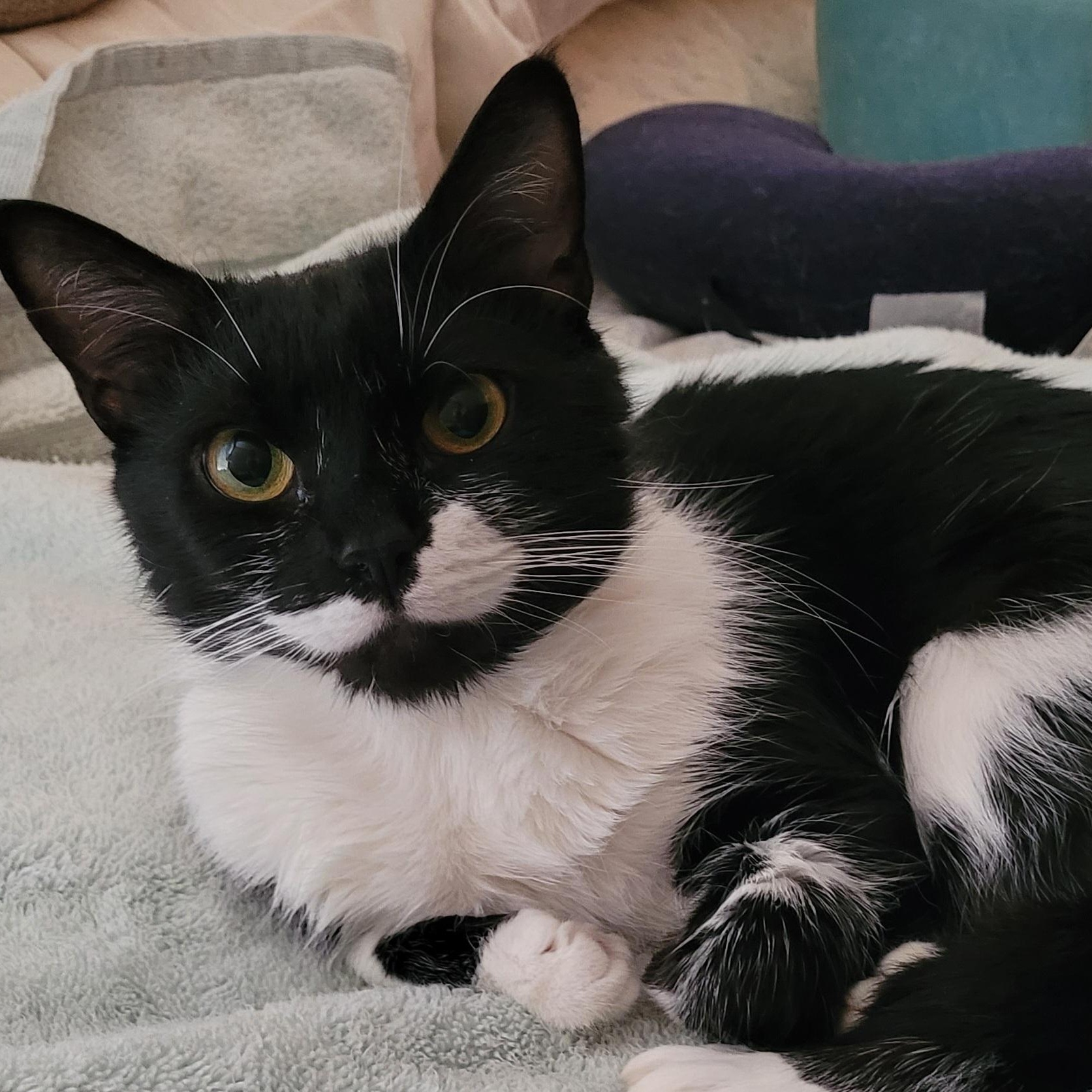 Pixie, a Adoptable Domestic Short Hair in Duluth, GA image 4/5