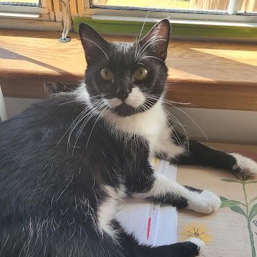 Pixie, a Adoptable Domestic Short Hair in Duluth, GA image 5/5