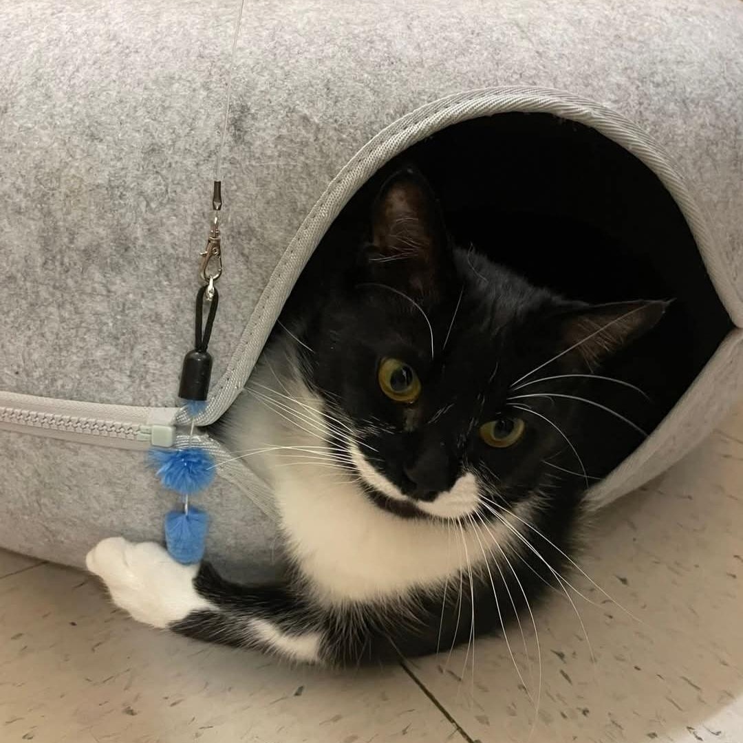 Pixie, a Adoptable Domestic Short Hair in Duluth, GA image 1/5