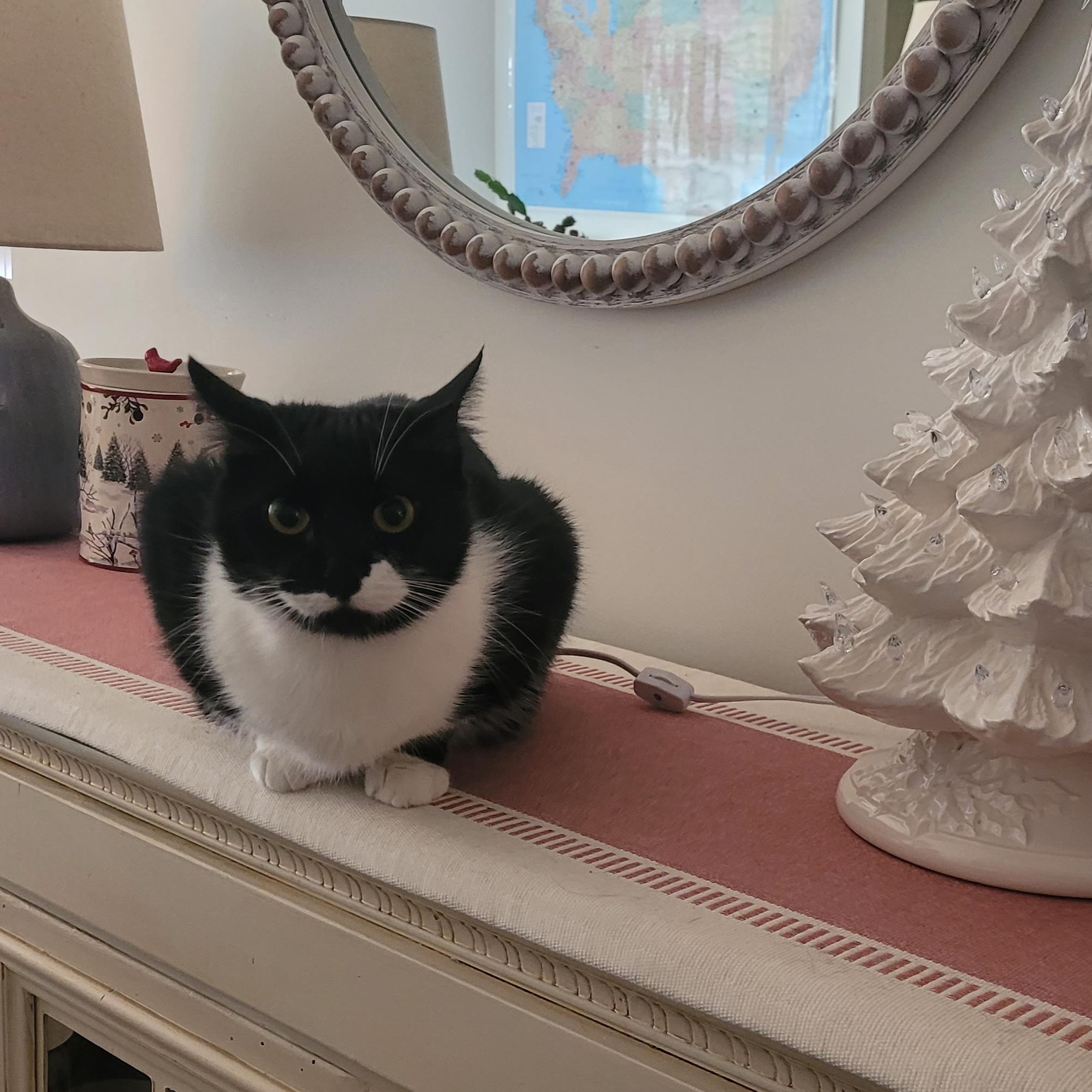 Pixie, a Adoptable Domestic Short Hair in Duluth, GA image 3/5