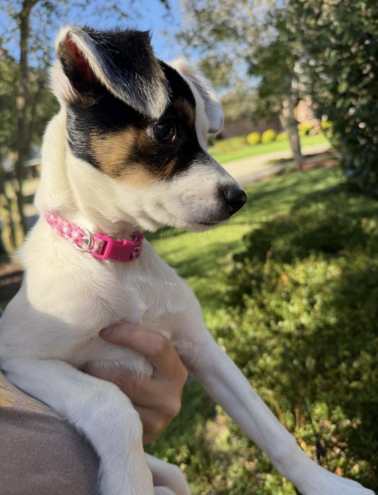 Booberry, ADOPTABLE, Puppy Female Rat Terrier.