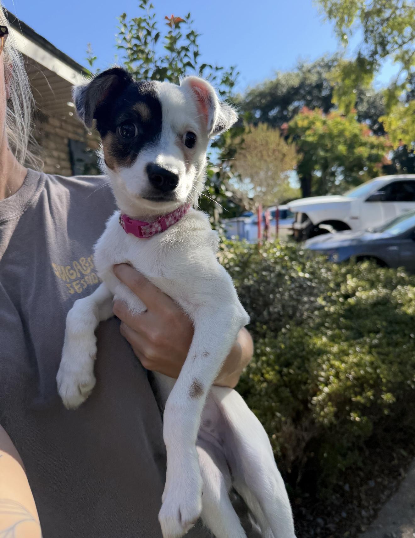 Enlarge Booberry, a ADOPTABLE mixed breed in New Orleans, LA image 3/4