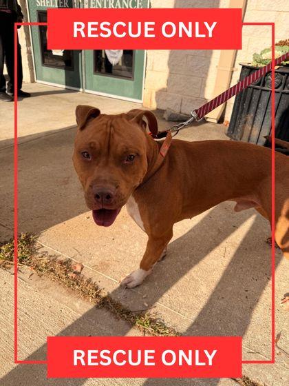 Jerry, Adoptable, Adult Male Pit Bull Terrier.