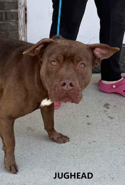 Enlarge Jughead, a ADOPTABLE mixed breed in Washington, GA image 1/2