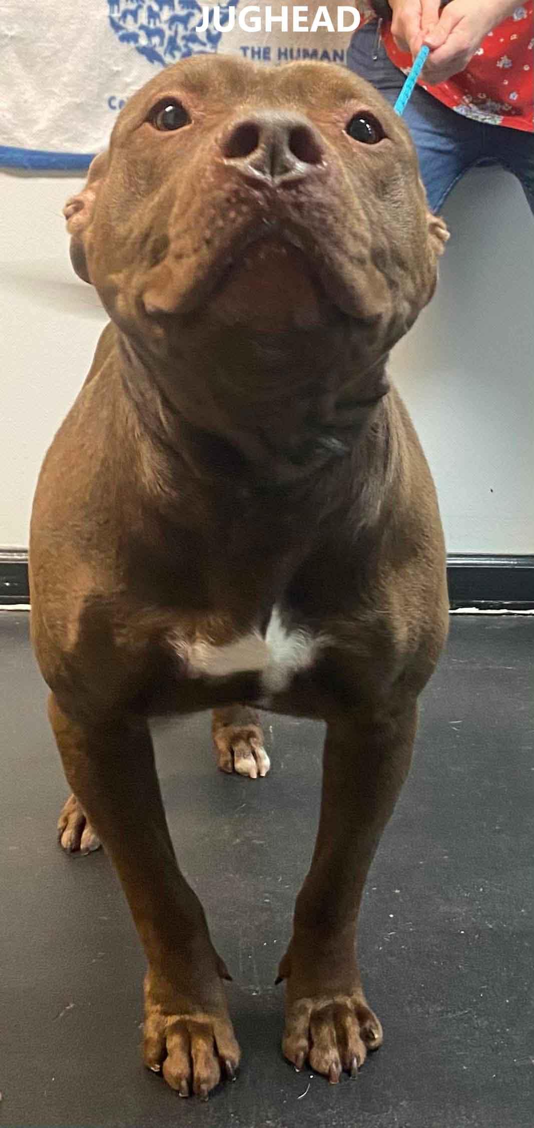 Enlarge Jughead, a ADOPTABLE mixed breed in Washington, GA image 2/2