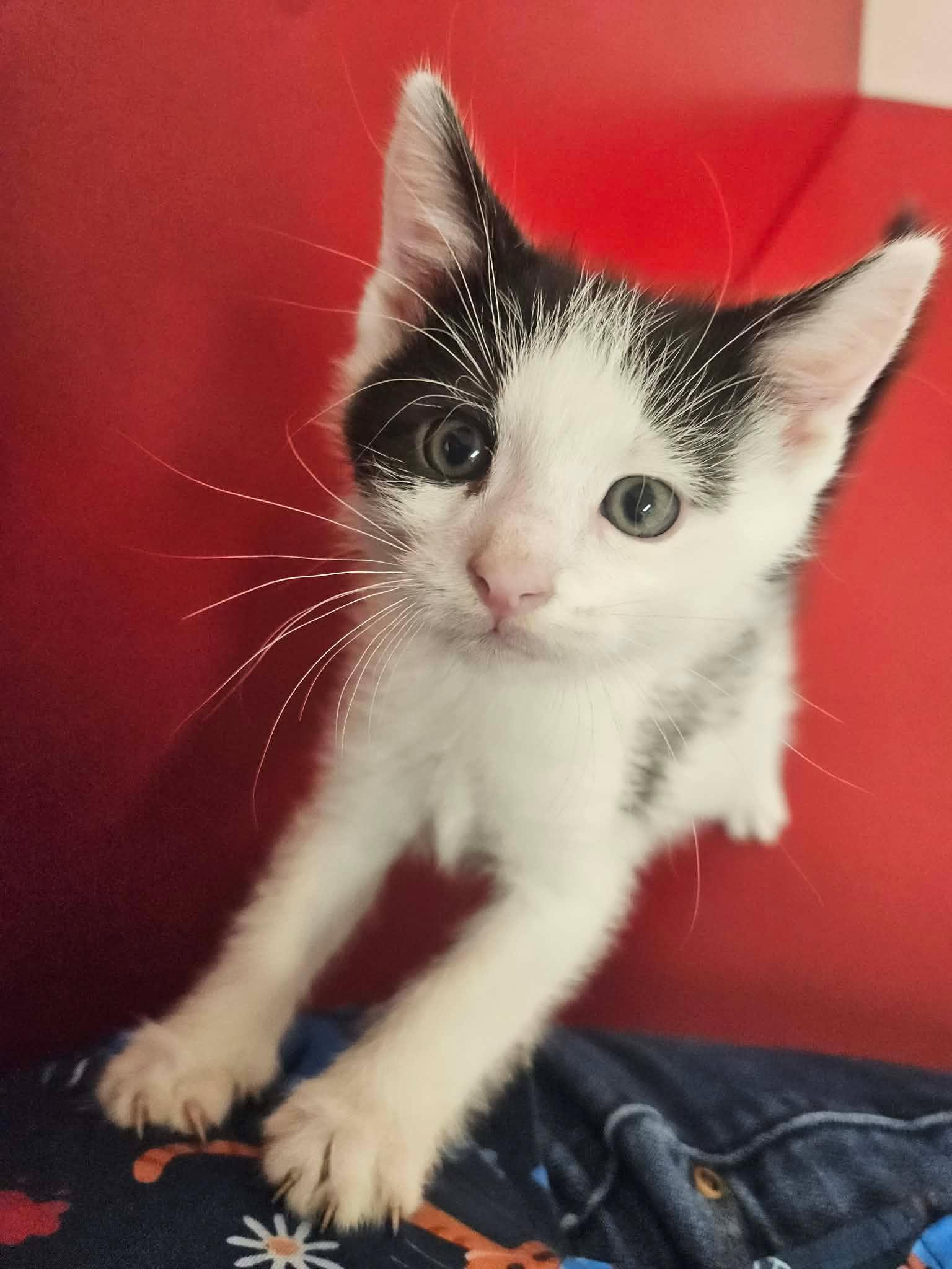 Lime, adopted, Kitten Male Domestic Short Hair.