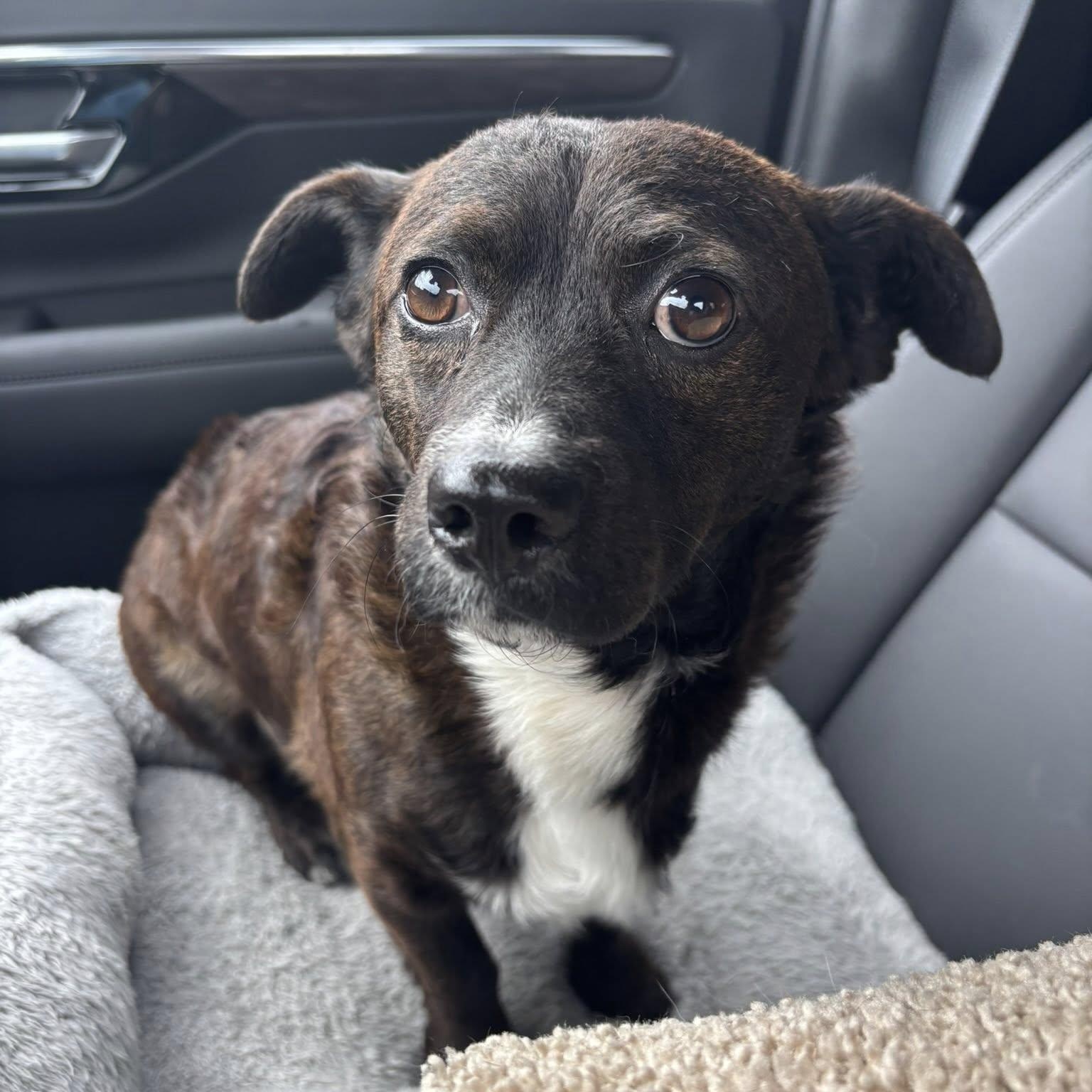 Monty, Adoptable, Adult Male Mixed Breed.