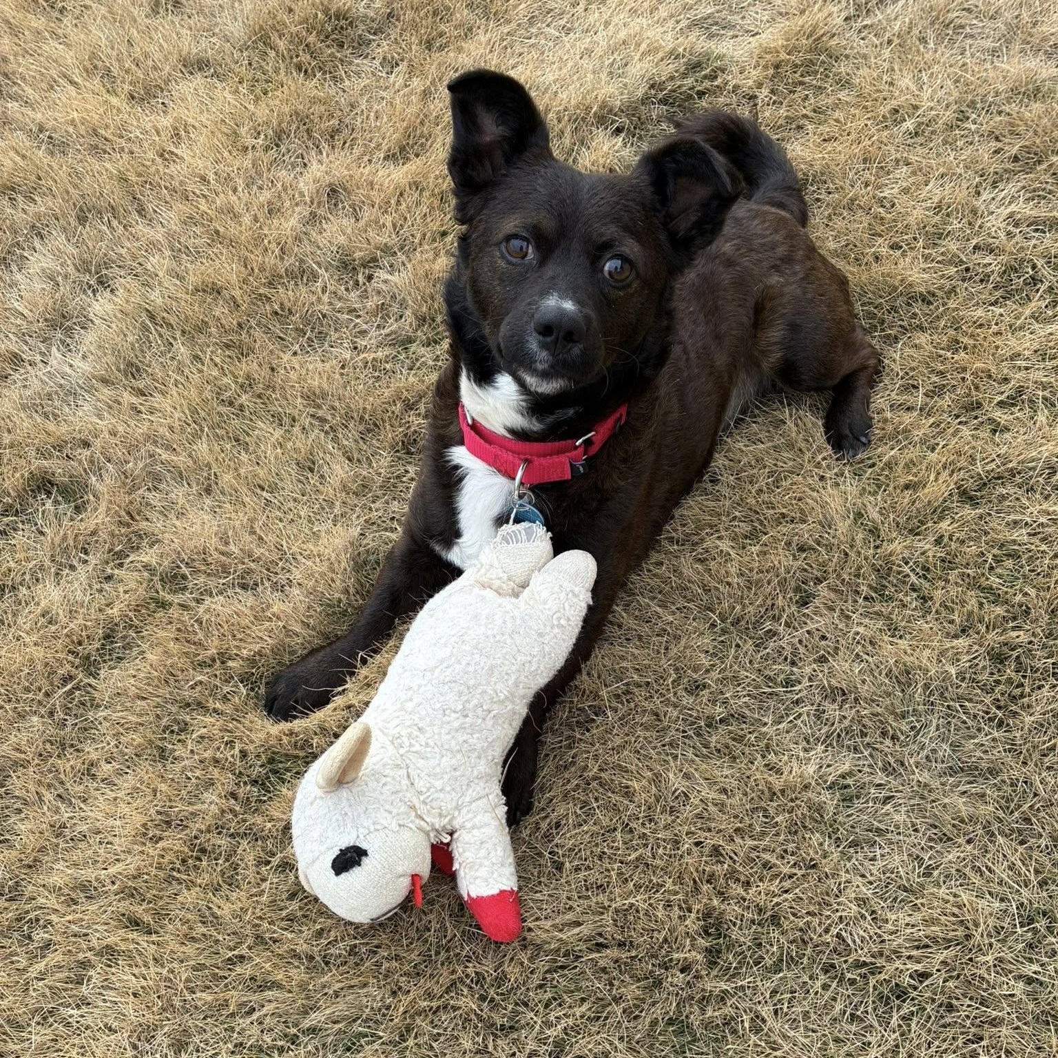 Enlarge Monty, a Adoptable Mixed Breed in Portland, OR image 2/5