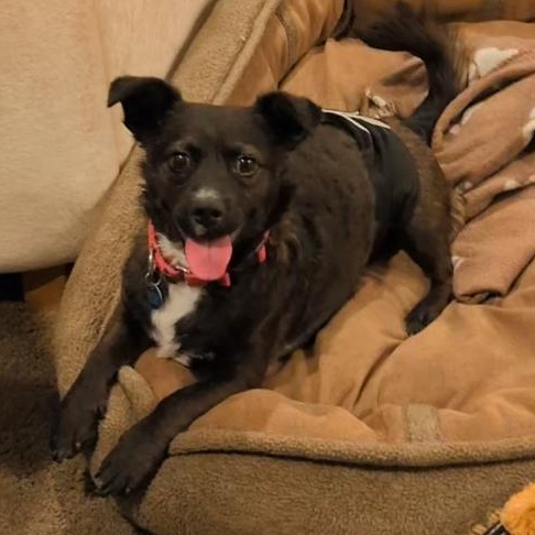 Enlarge Casey is in Portland!!, a Adoptable Mixed Breed in Portland, OR image 4/6