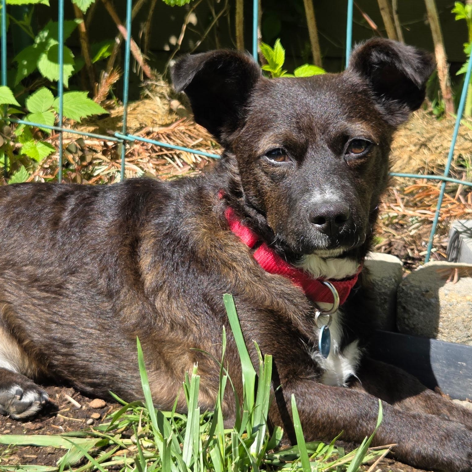 Enlarge Casey is in Portland!!, a Adoptable Mixed Breed in Portland, OR image 5/6
