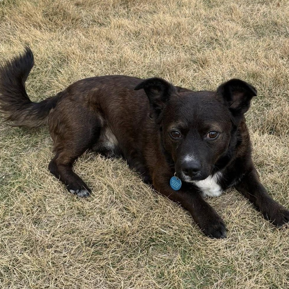 Enlarge Monty, a Adoptable Mixed Breed in Portland, OR image 4/5